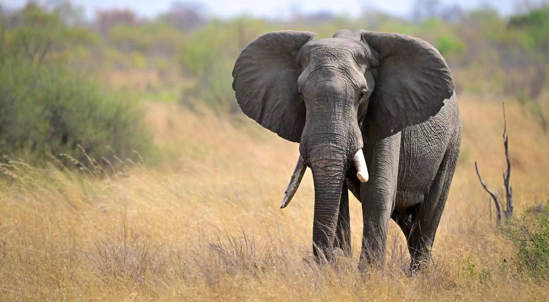 Elephant on the Serengeti Savanna