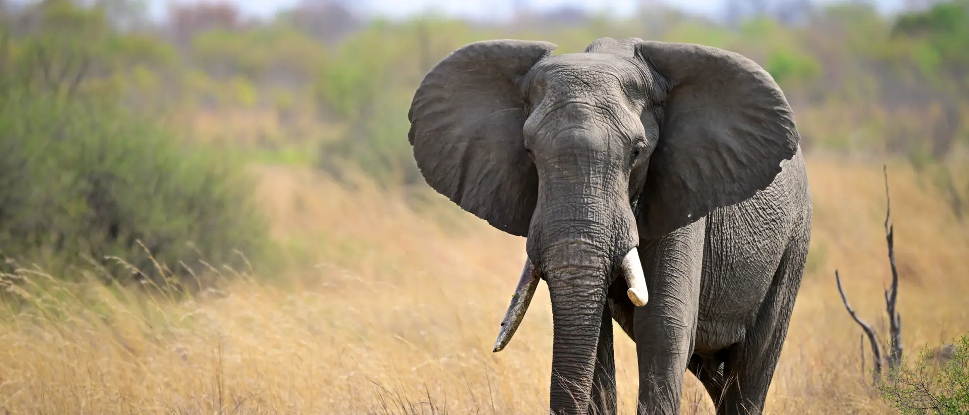 Elephant on the Serengeti Savanna