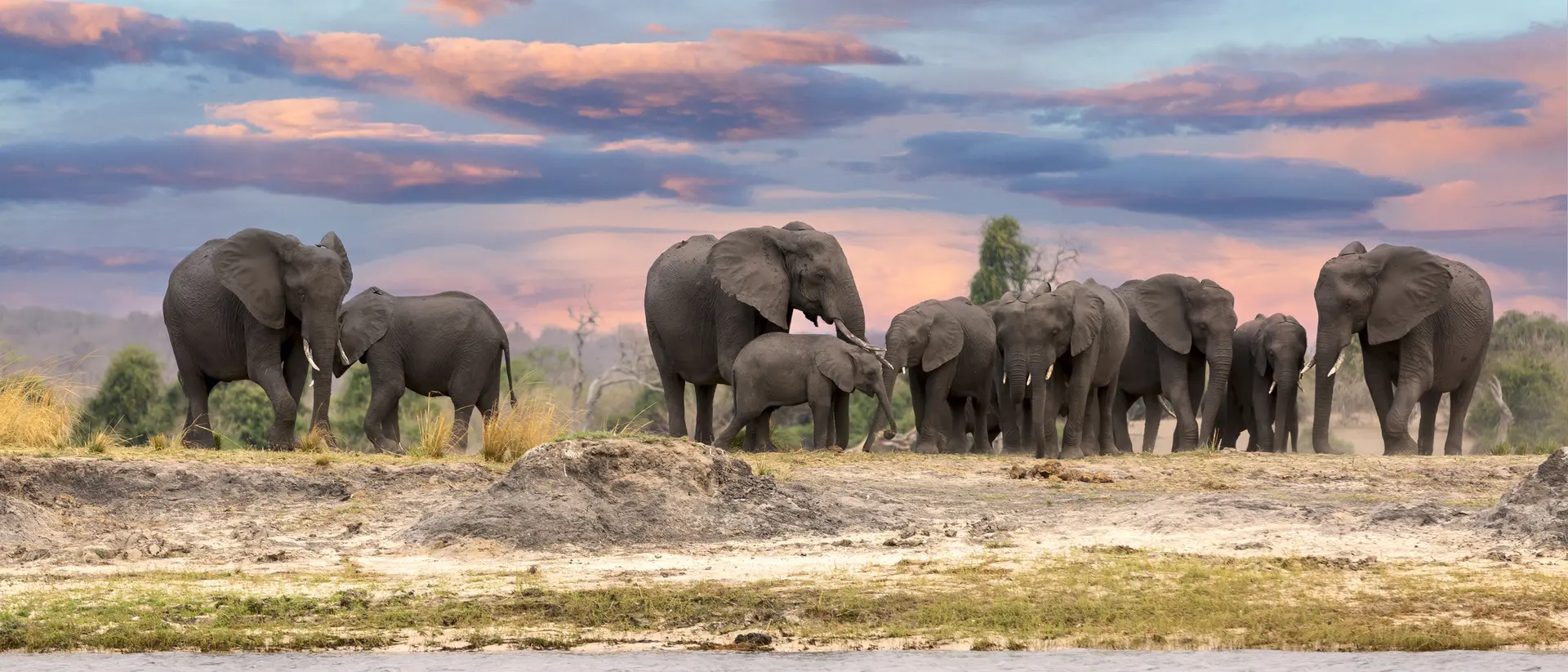 Chobe River