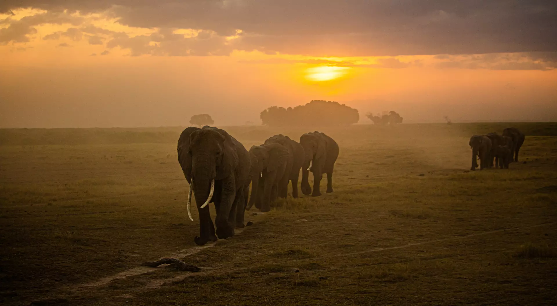 Admire the wildlife in Serengeti National Park