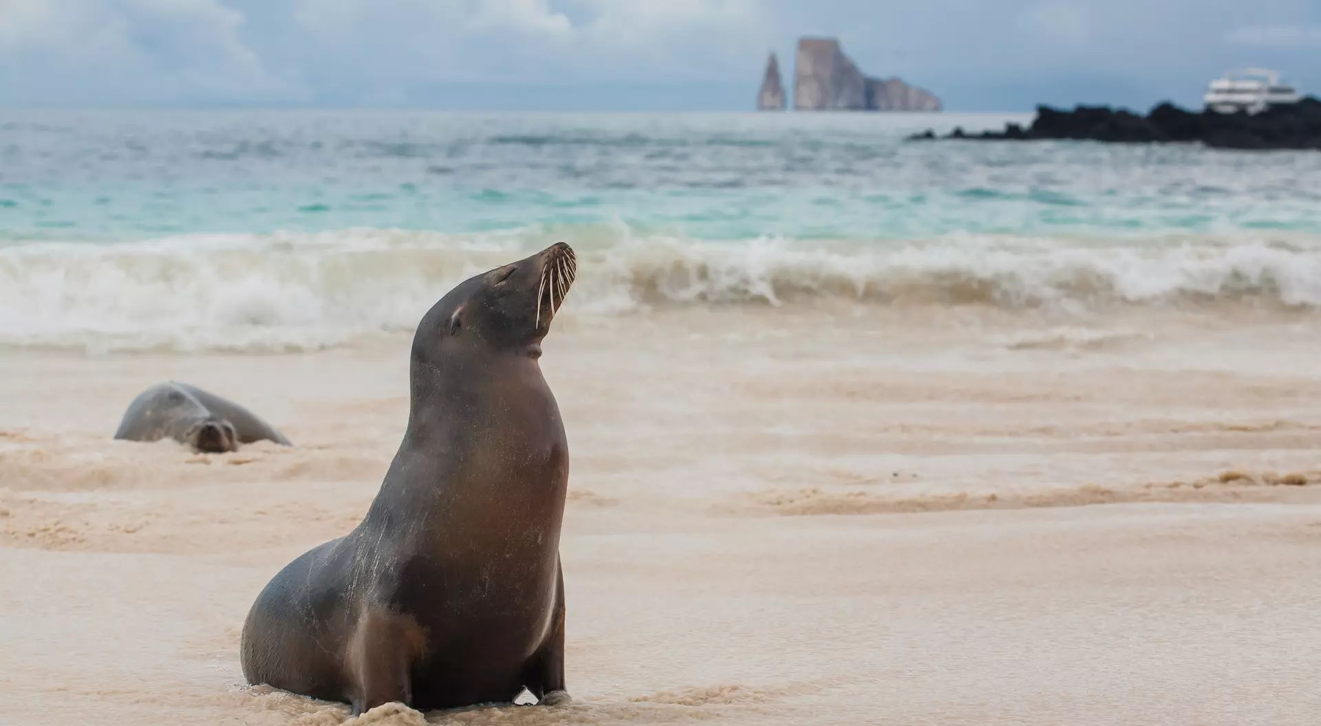 Galapagos Sea Lion, San Cristobal Island, Galapagos