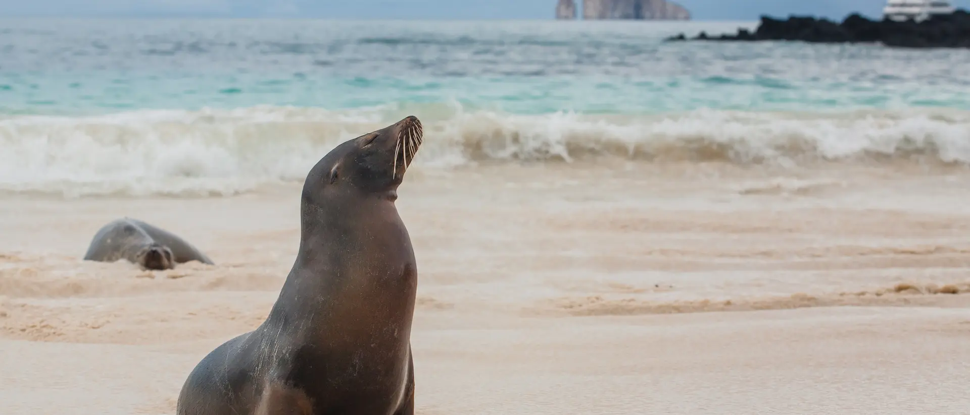 Galapagos Sea Lion, San Cristobal Island, Galapagos