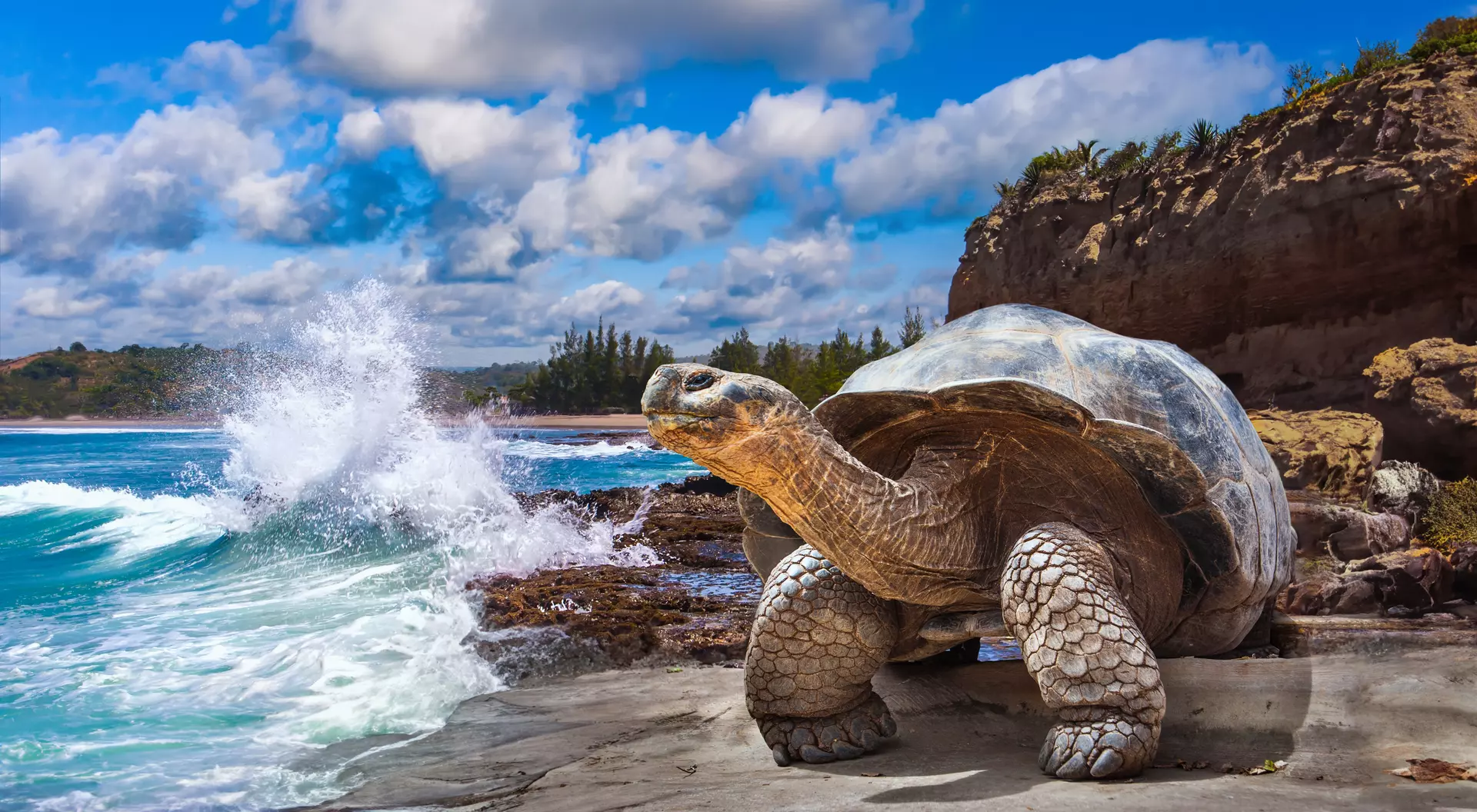 The Galapagos Giant Tortoise is the largest living species of Tortoise