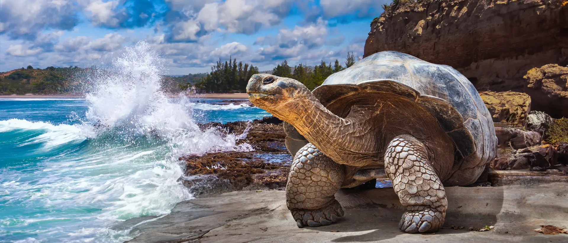 The Galapagos Giant Tortoise is the largest living species of Tortoise
