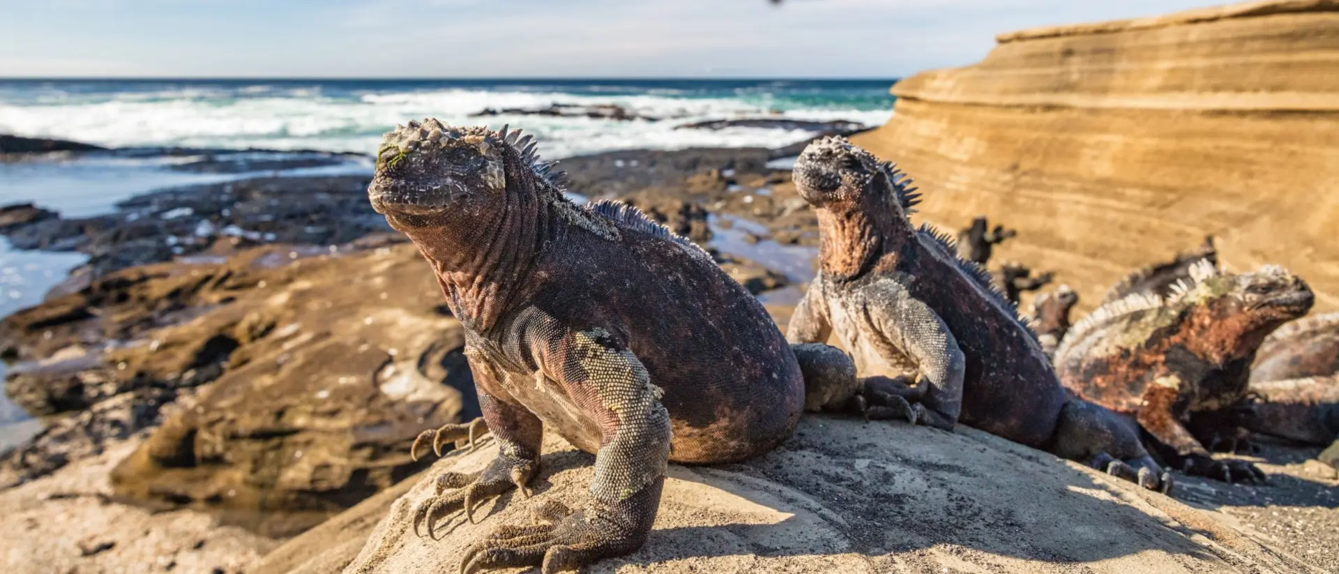 Galapagos Marine Iguana