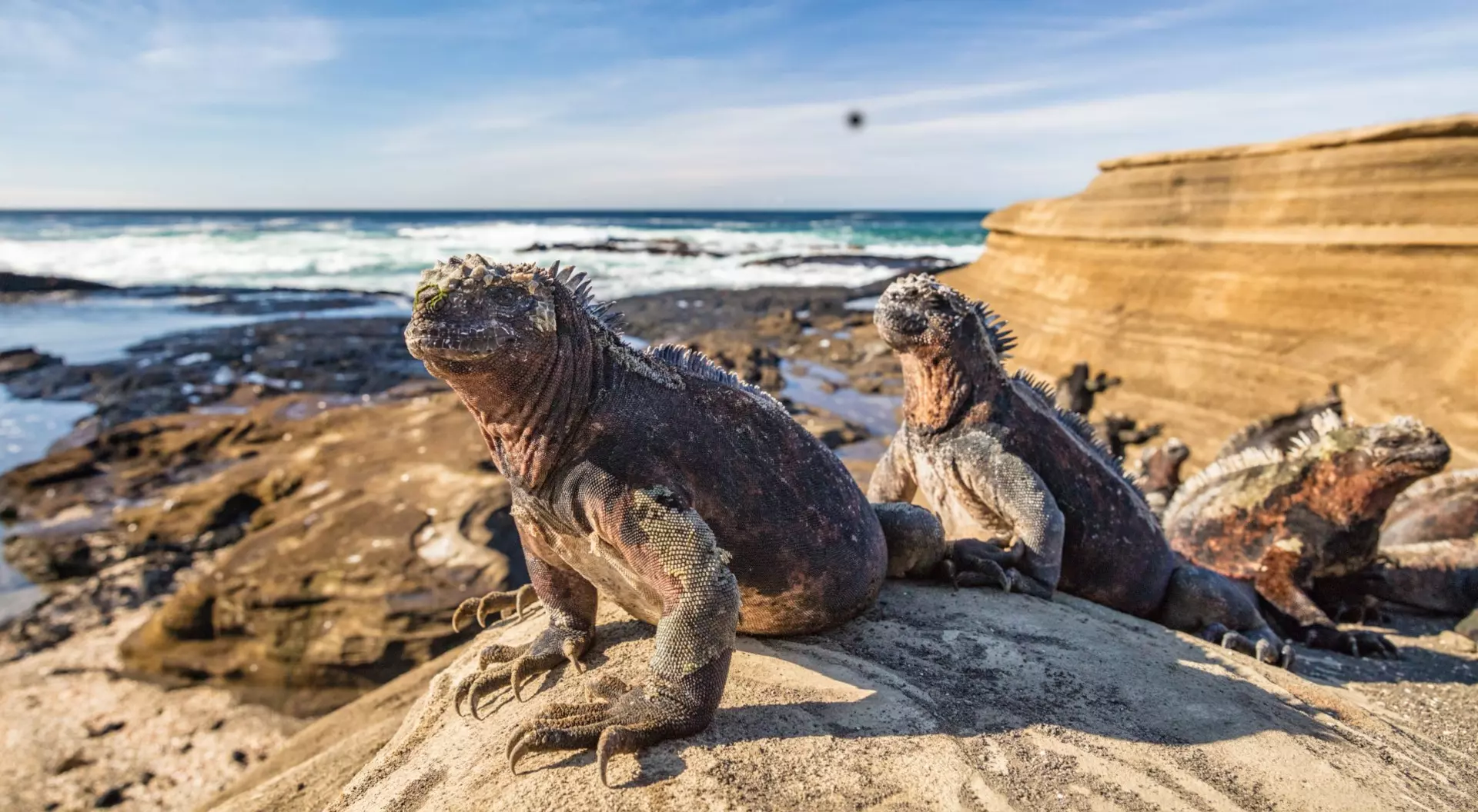 Galapagos Marine Iguana