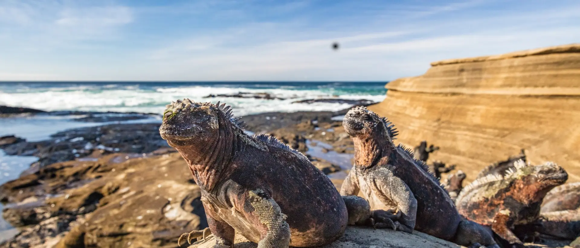 Galapagos Marine Iguana