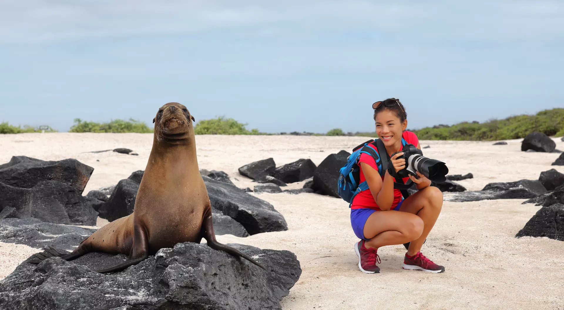 Galapagos Sea Lion