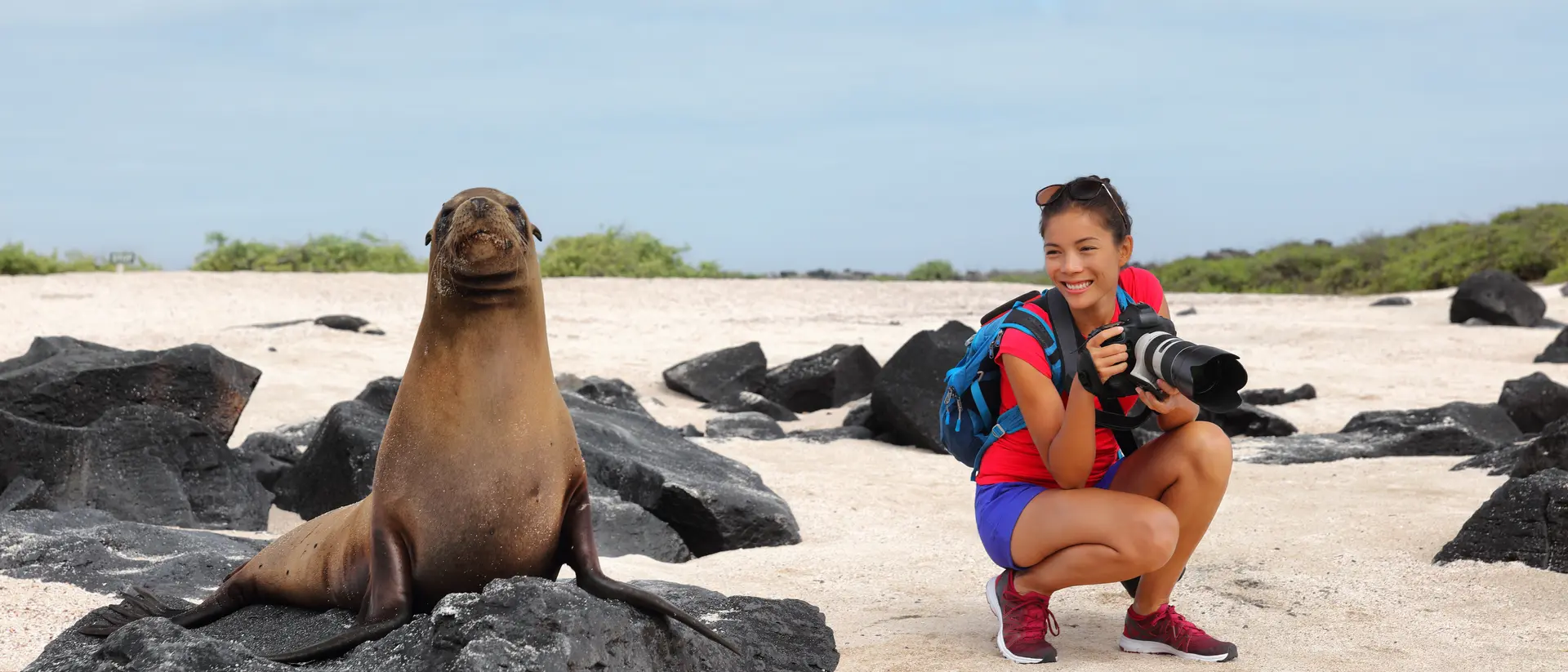 Galapagos Sea Lion