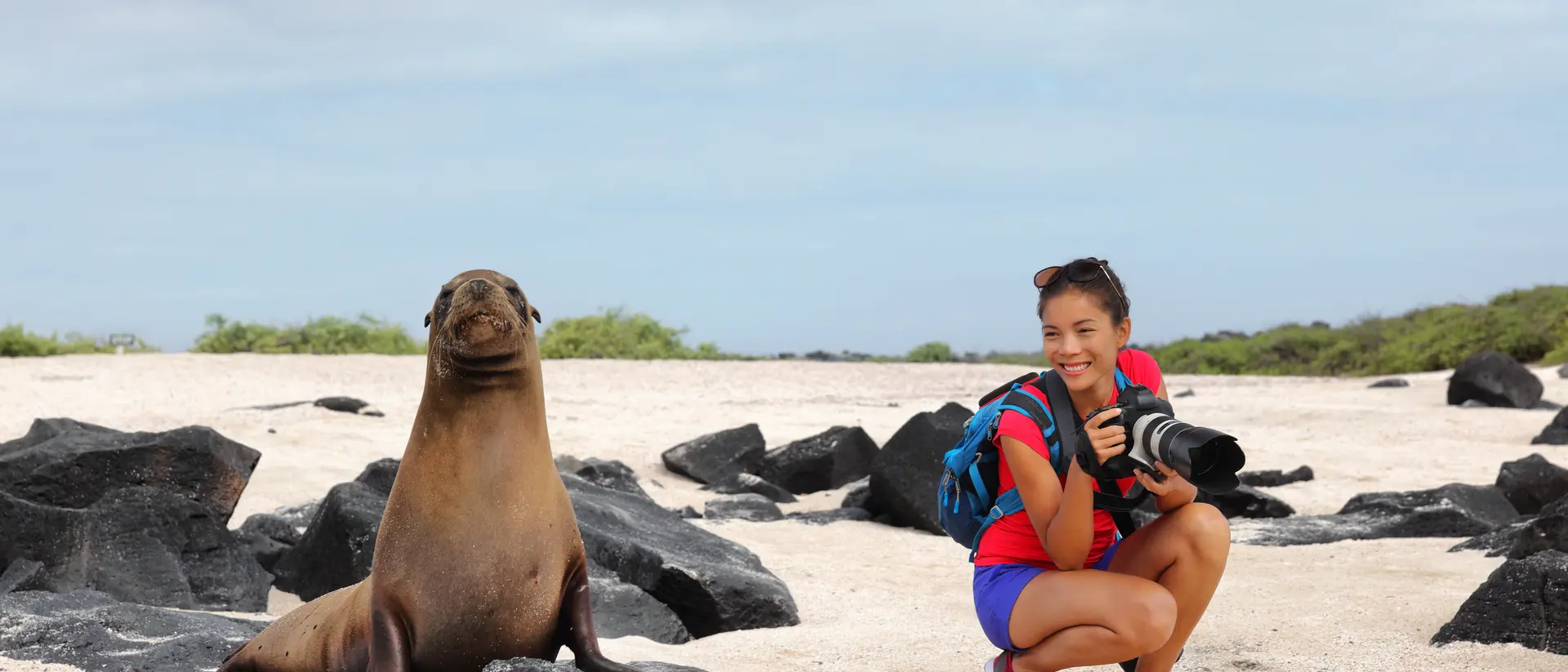 Galapagos Sea Lion