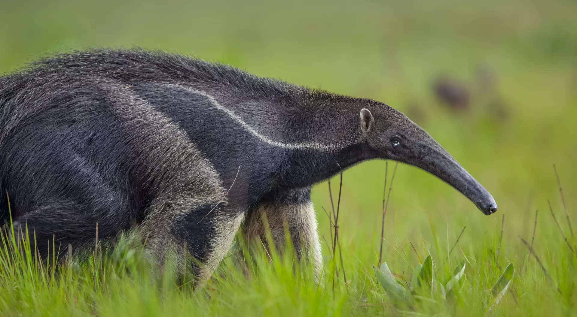 Giant Anteater, Guyana
