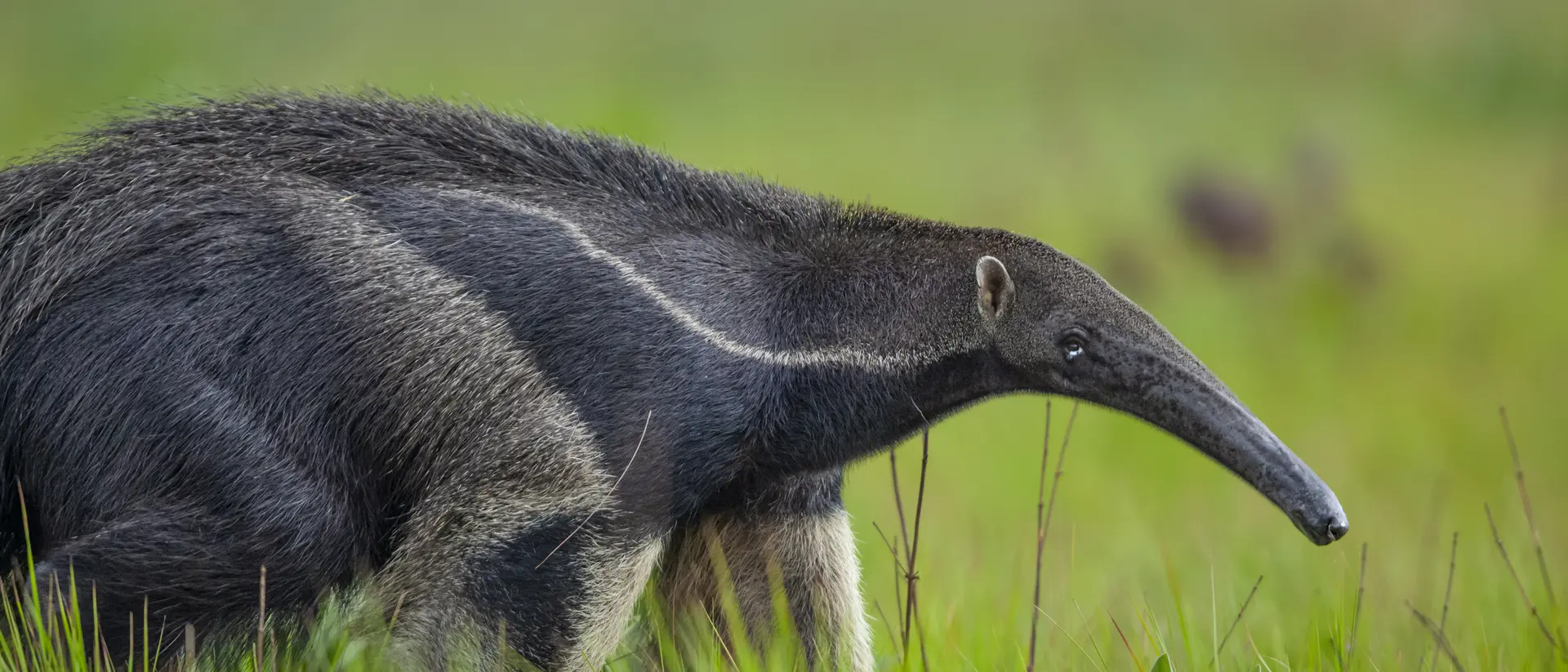 Giant Anteater, Guyana