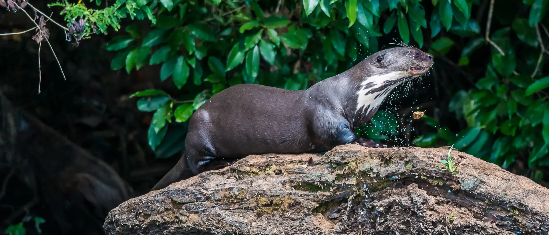 Peru's river otters live in groups of up to 10