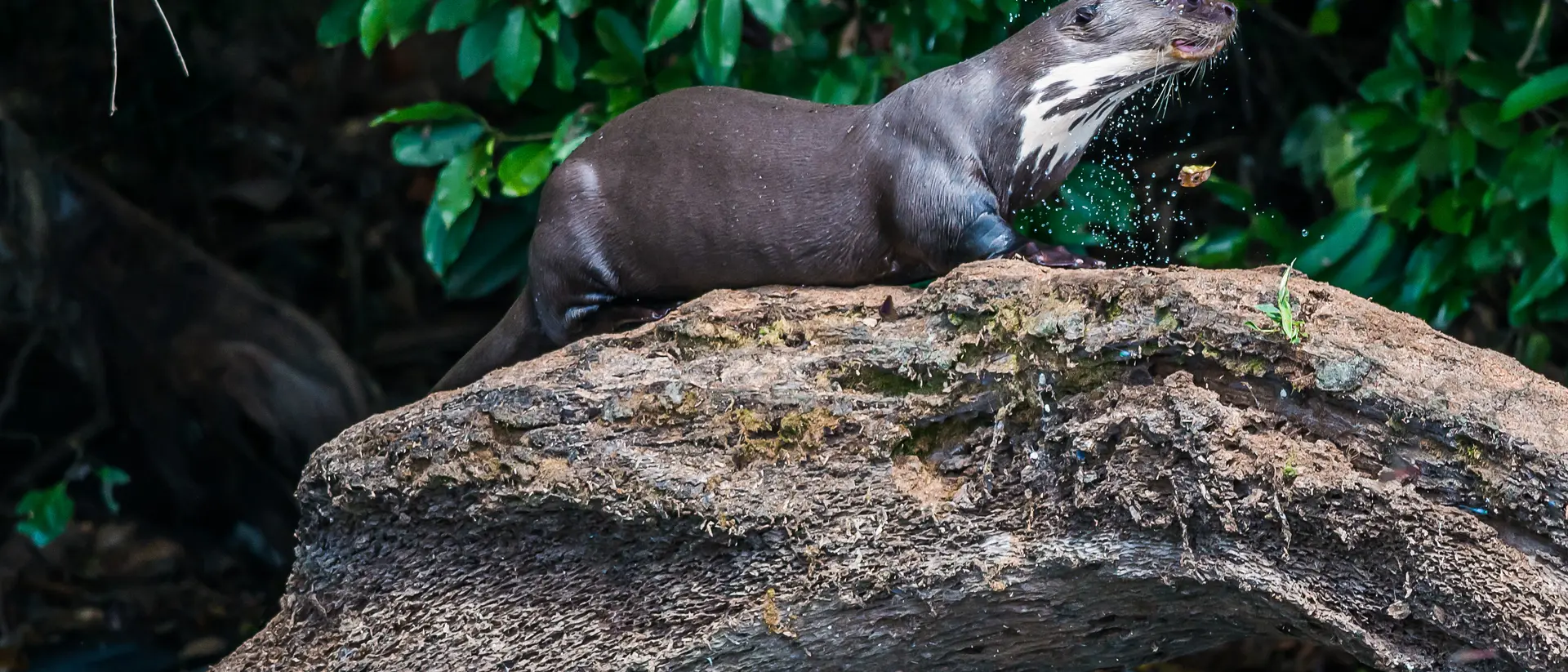 Peru's river otters live in groups of up to 10