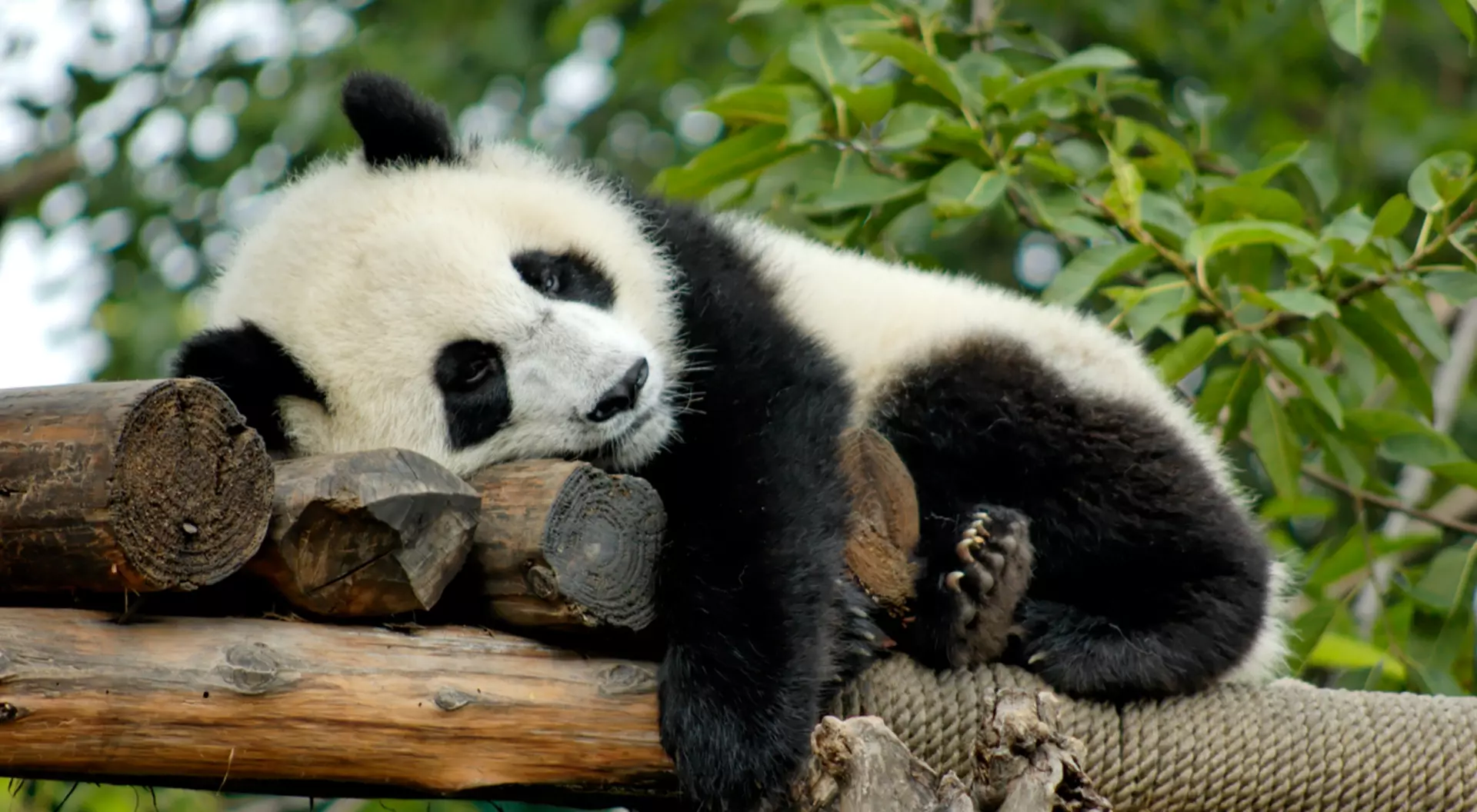 Giant Panda, Chengdu