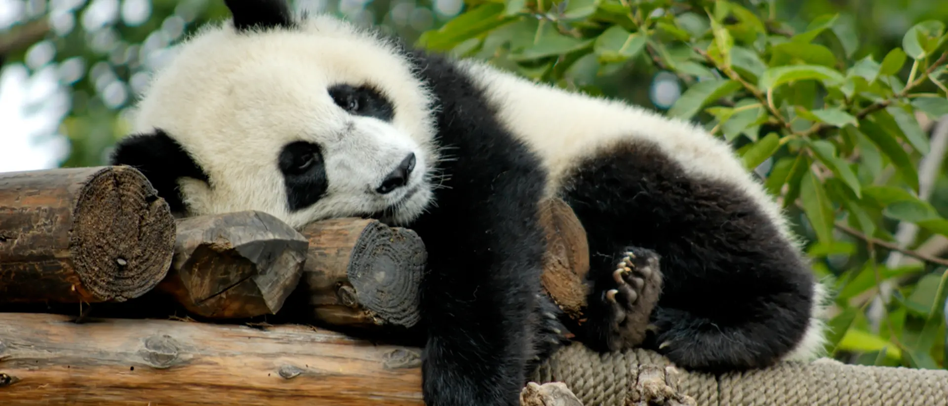 Giant Panda, Chengdu