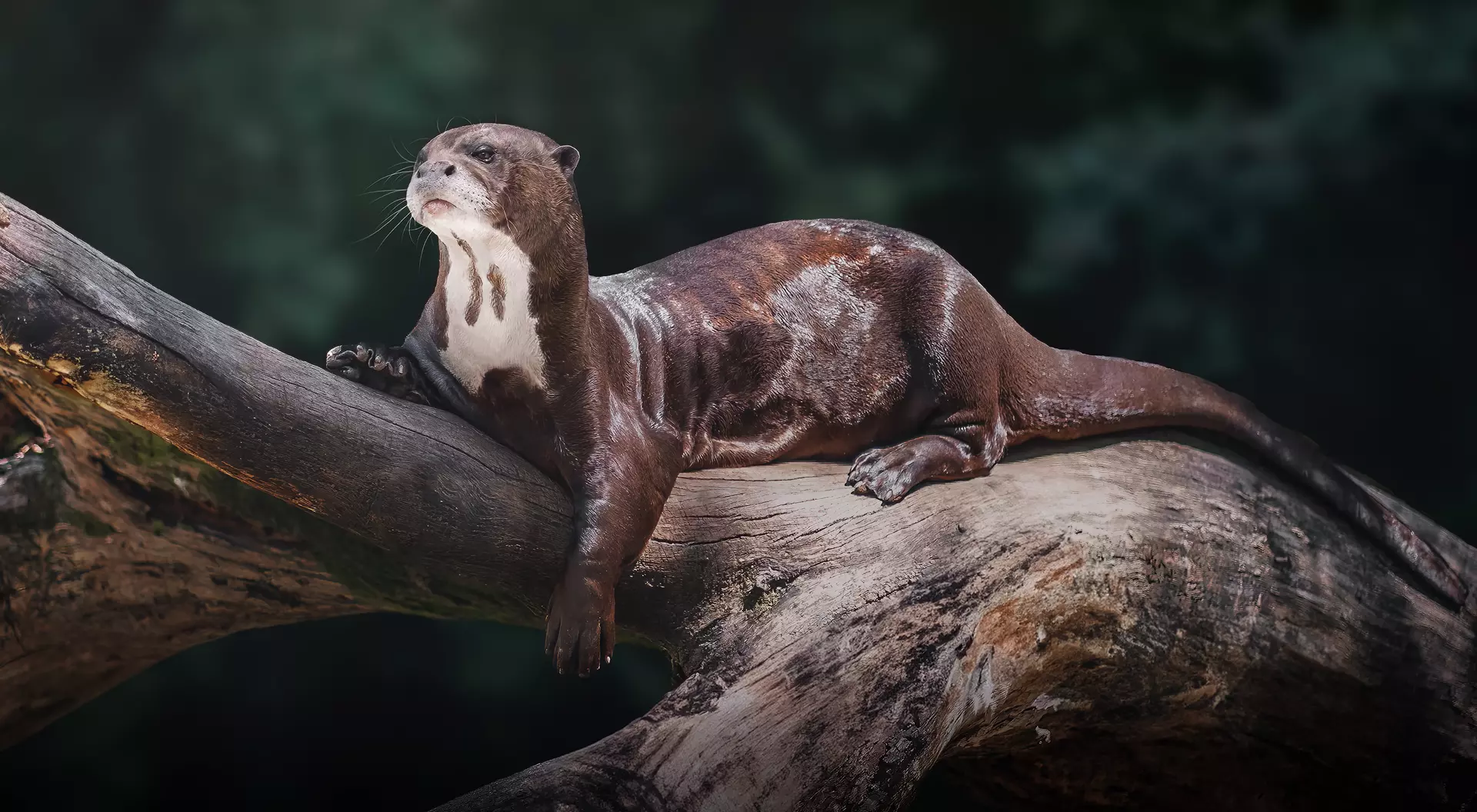 The Giant River Otters of the Amazon