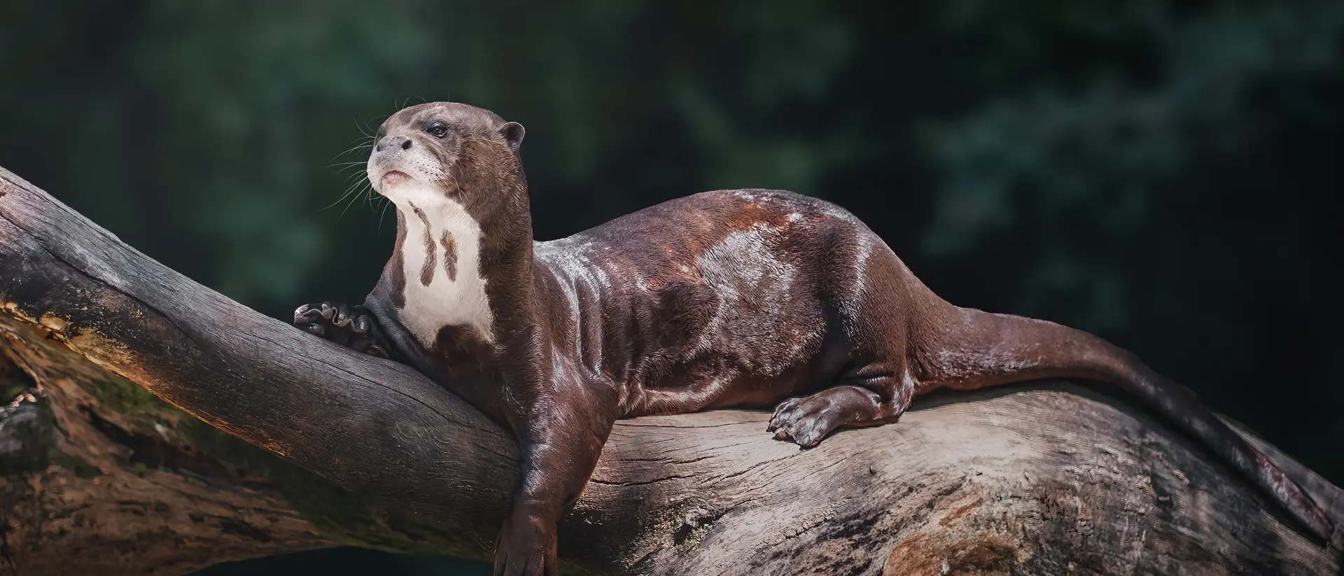 The Giant River Otters of the Amazon