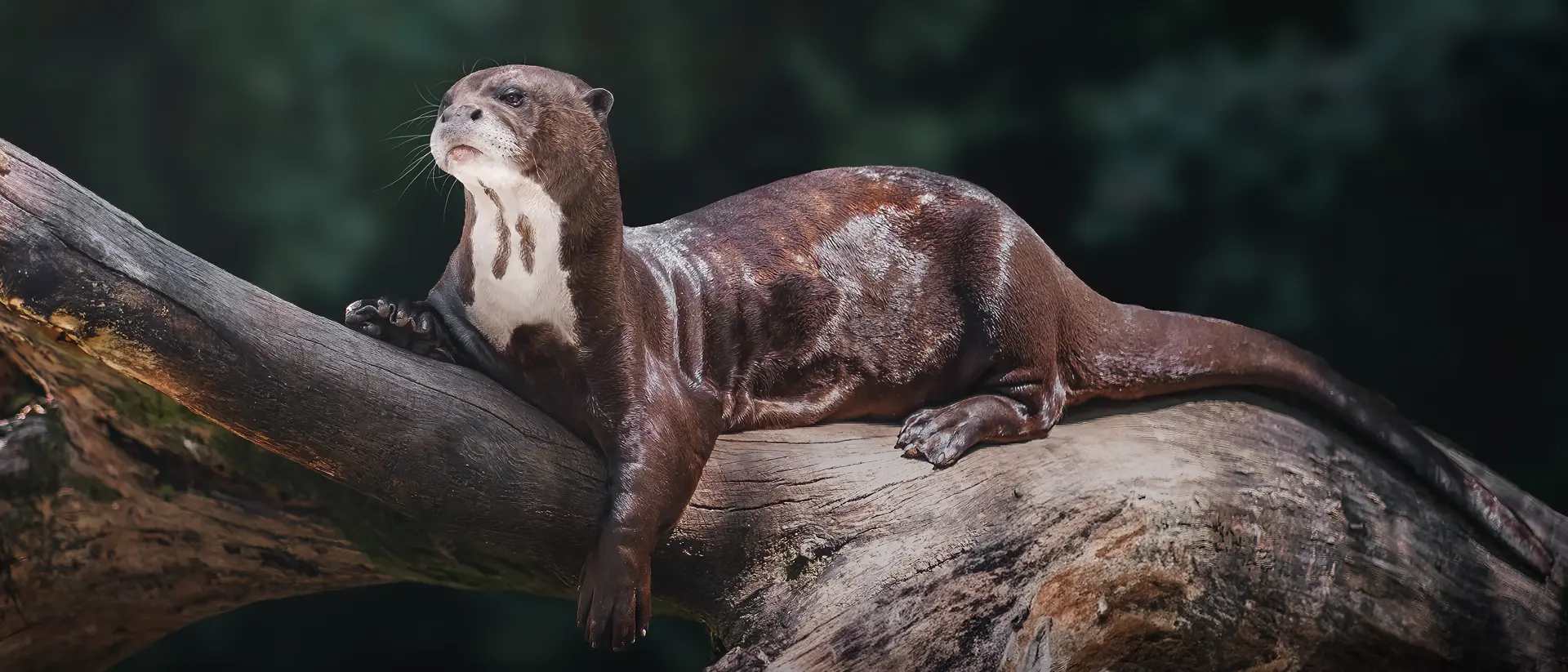 The Giant River Otters of the Amazon