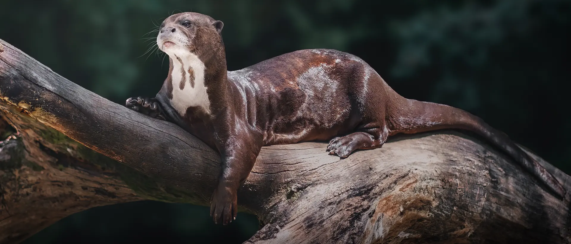 The Giant River Otters of the Amazon