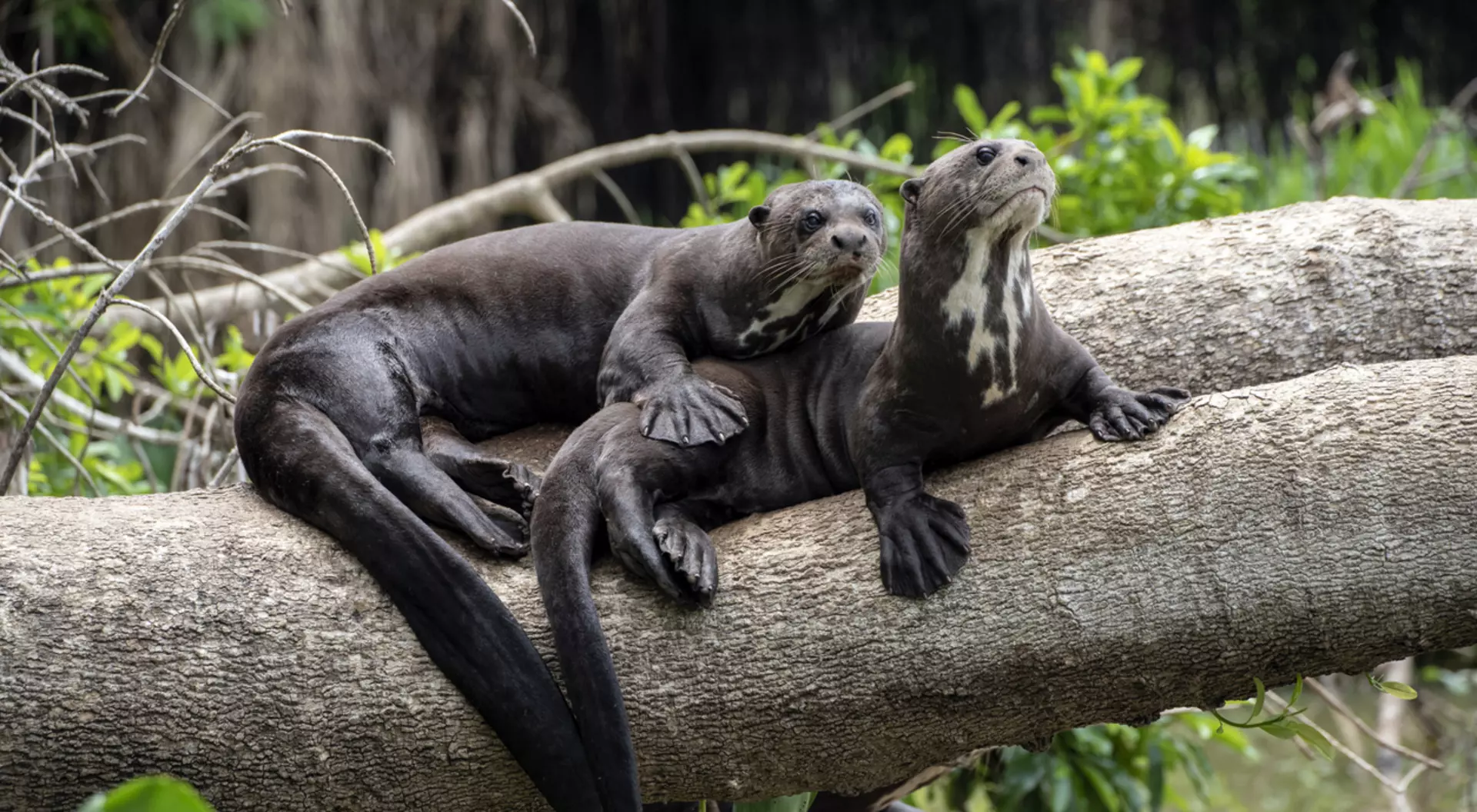 Giant River Otters