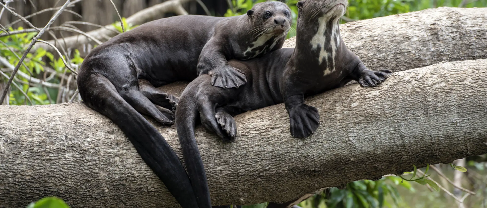 Giant River Otters