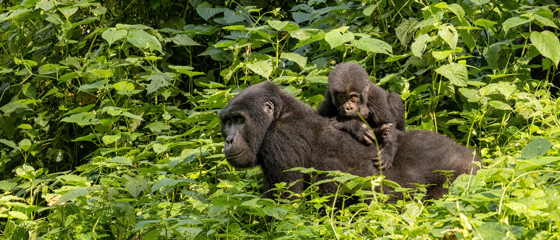 Gorilla with baby, Bwindi, Uganda