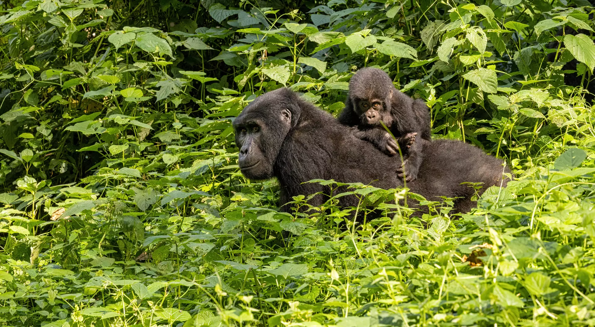 Gorilla with baby, Bwindi, Uganda