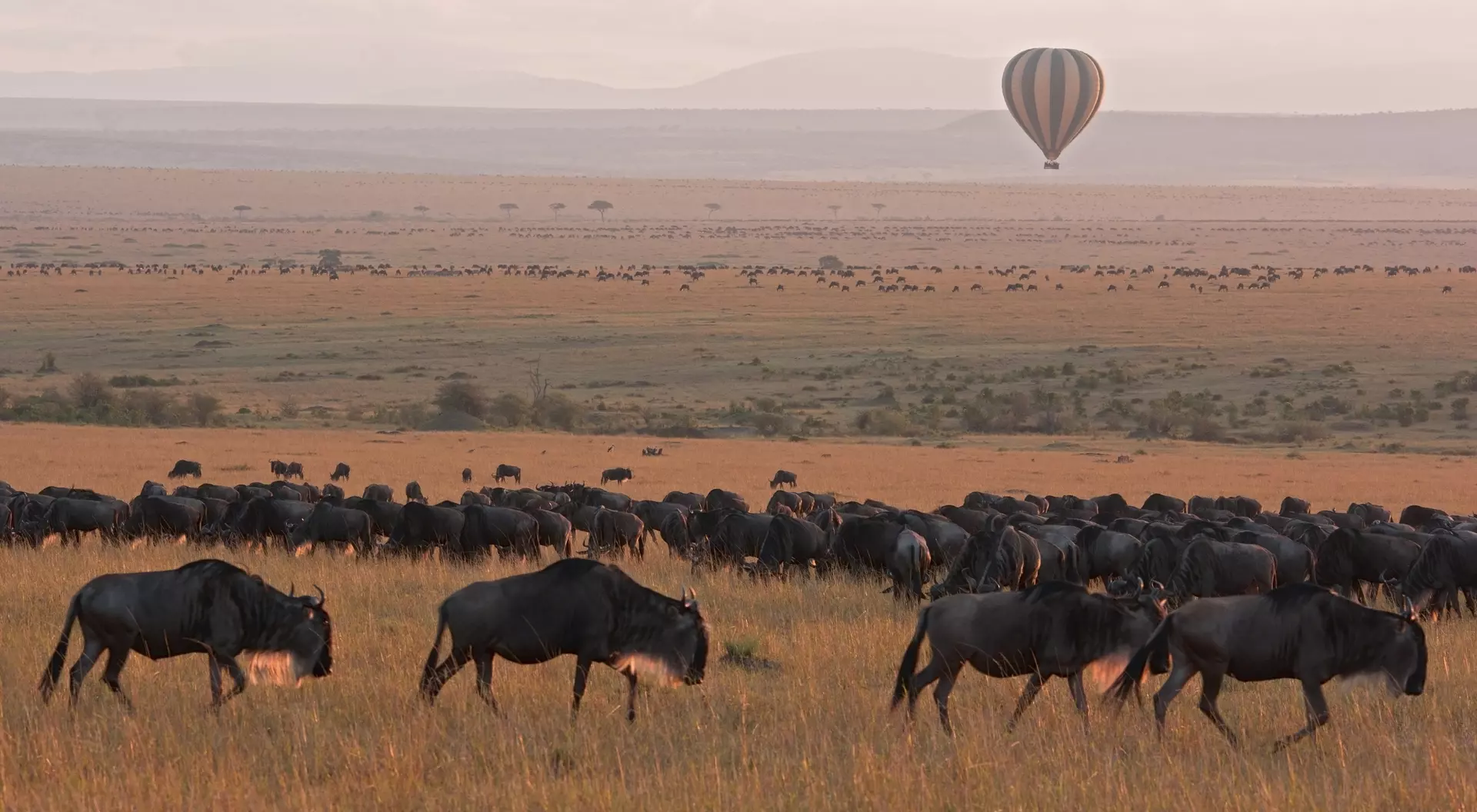 The Great Migration, Masai Mara
