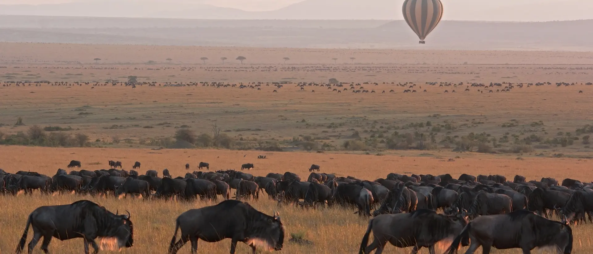 The Great Migration, Masai Mara