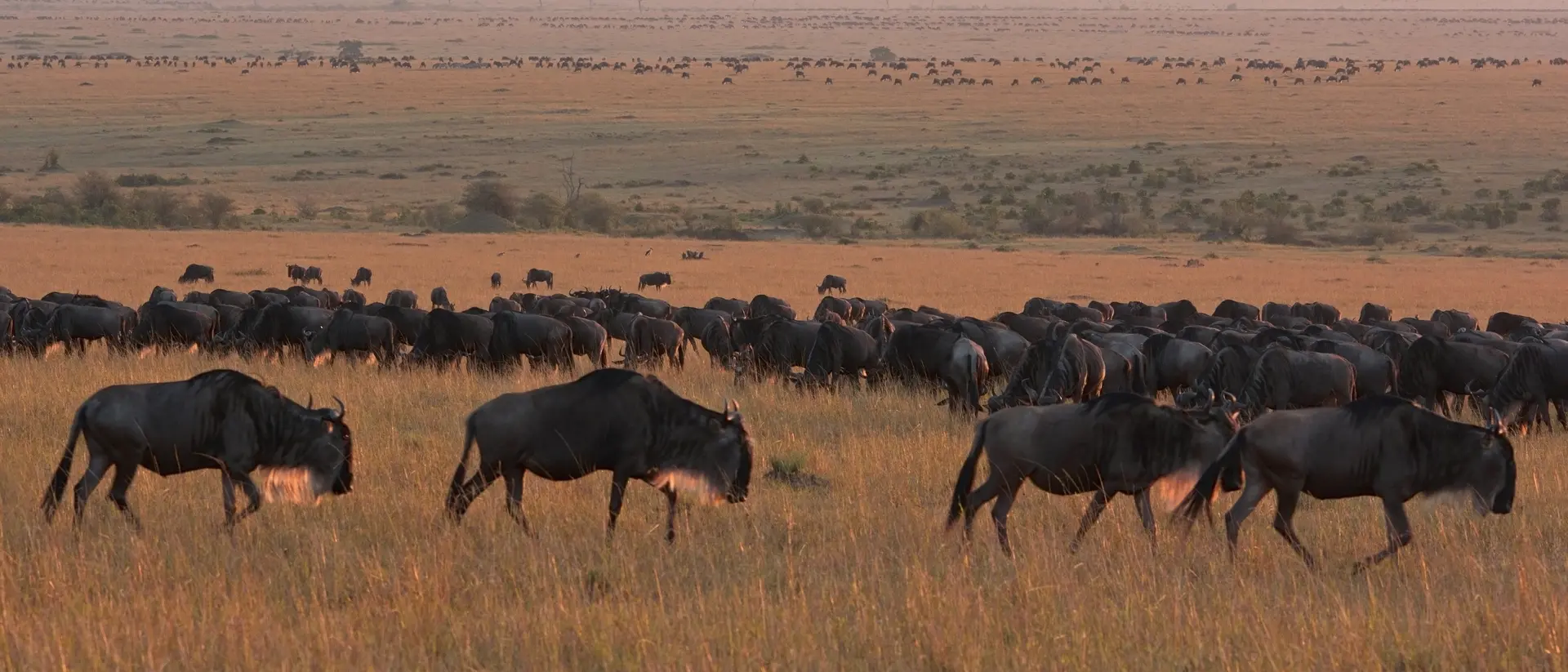 The Great Migration, Masai Mara