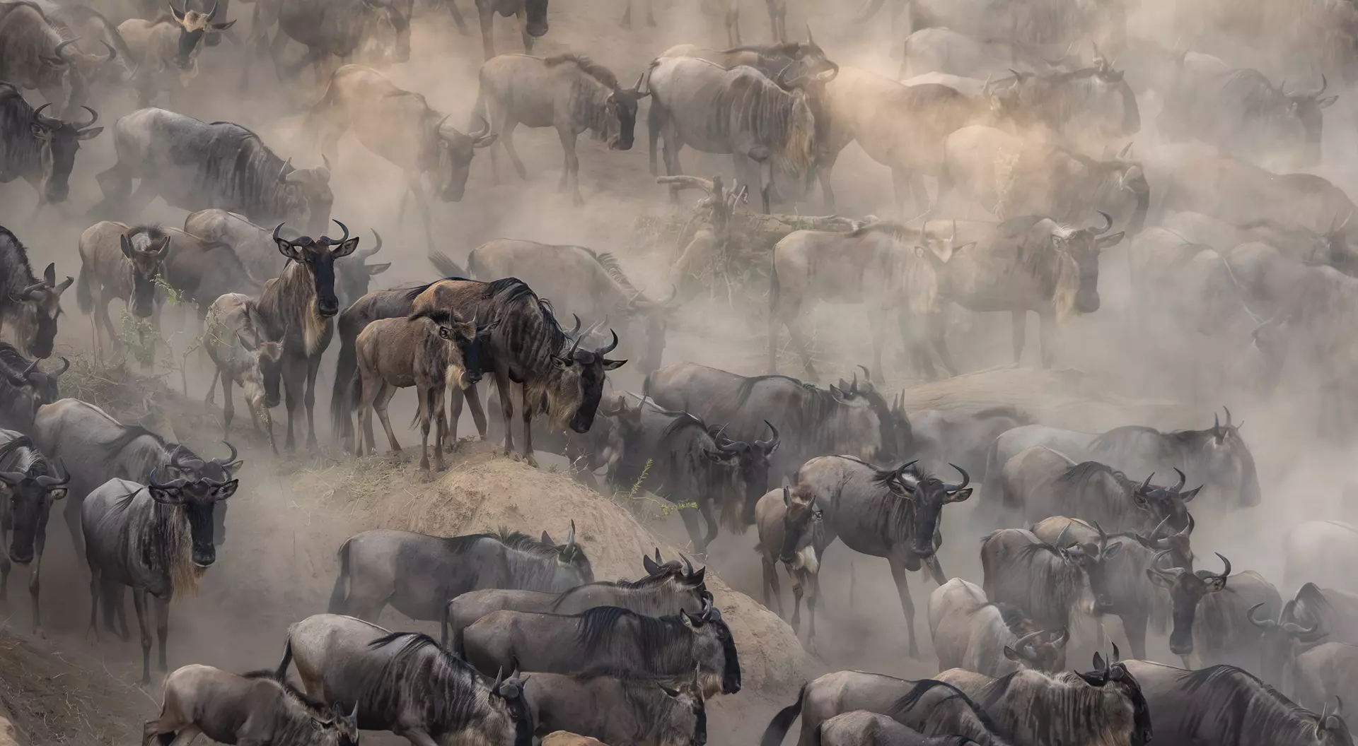 Great Wildebeest Migration