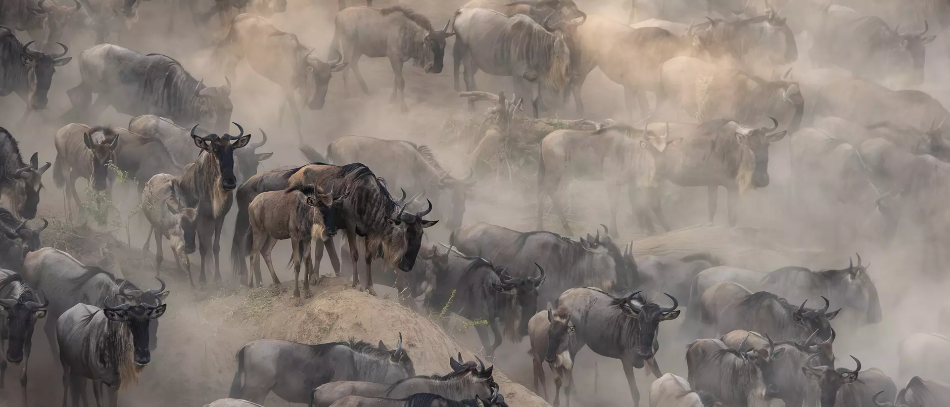 Great Wildebeest Migration