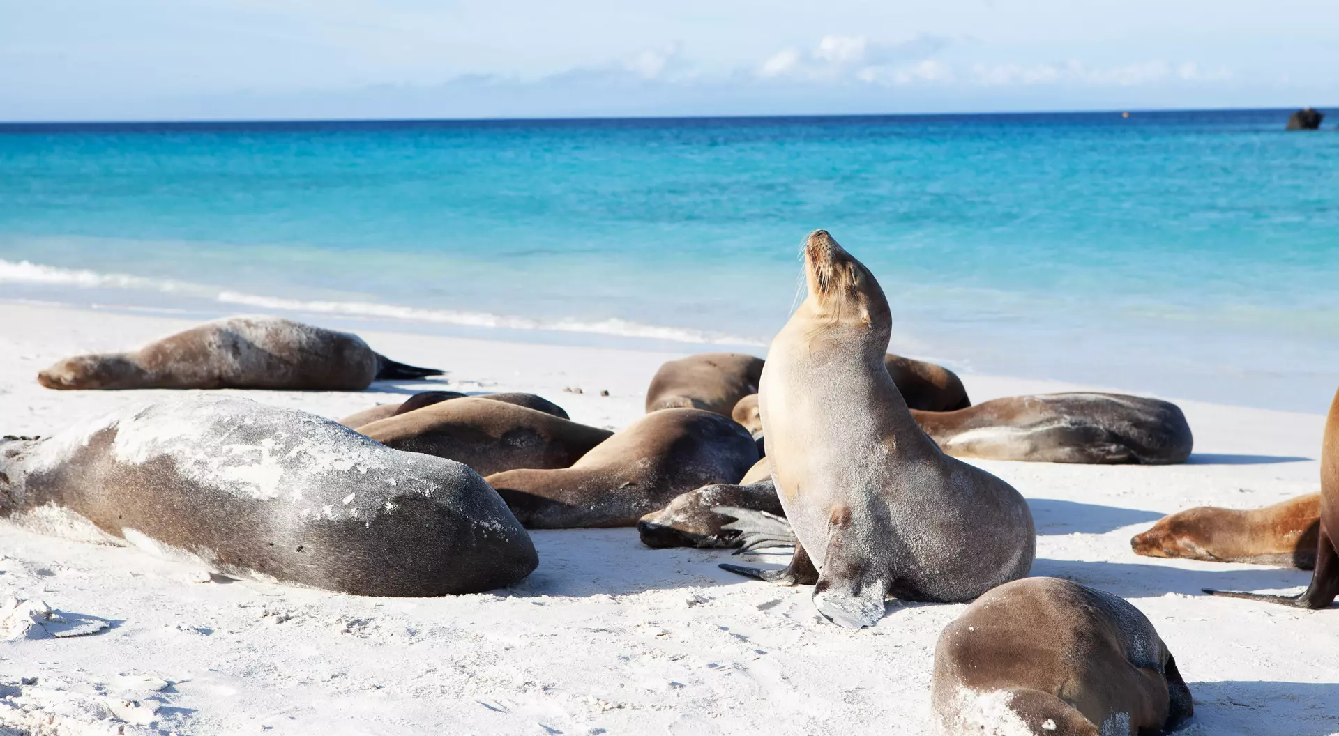 Group of Galapagos Sea Lions, Zalophus wollebaeki