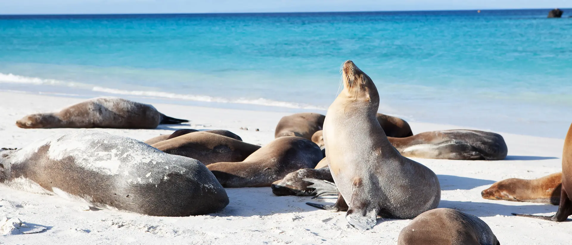 Group of Galapagos Sea Lions, Zalophus wollebaeki
