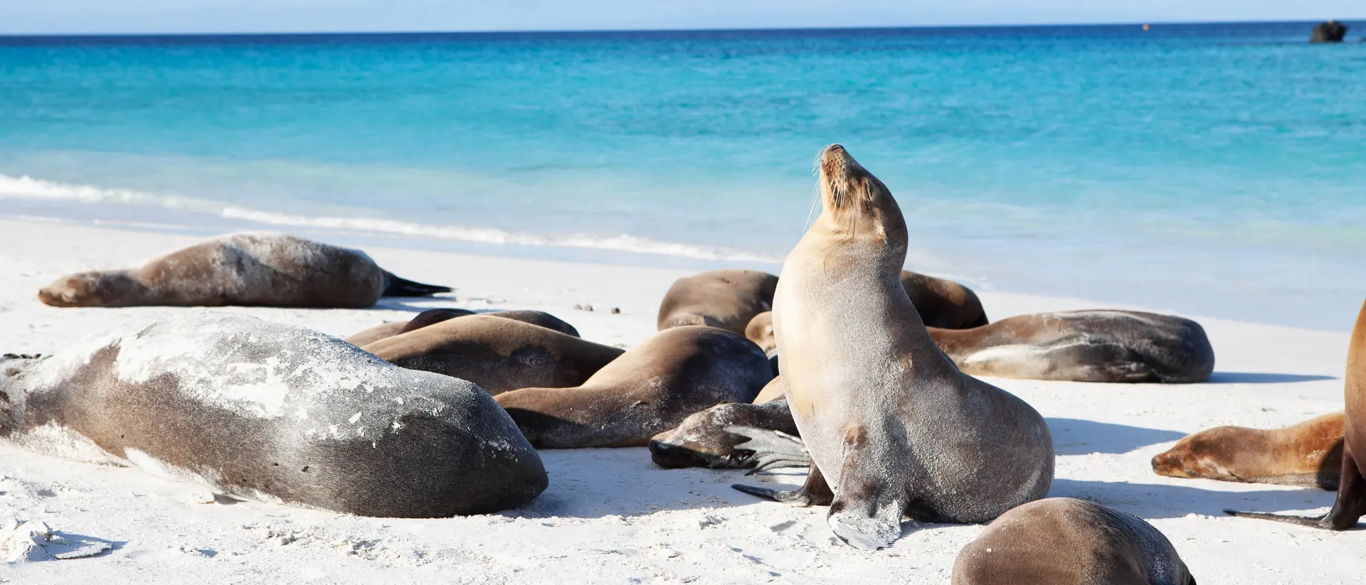 Group of Galapagos Sea Lions, Zalophus wollebaeki