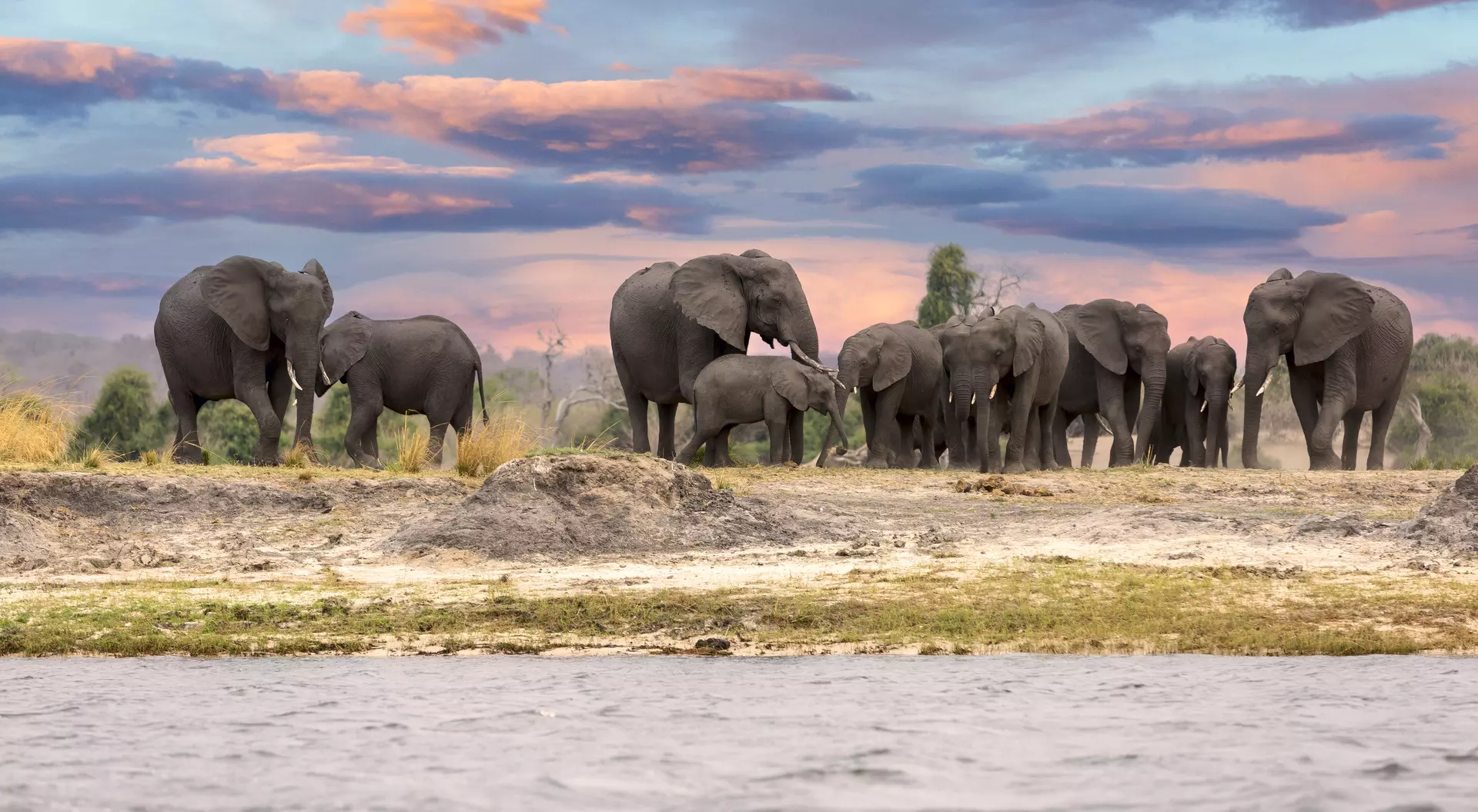 Herd of elephants along the Chobe River