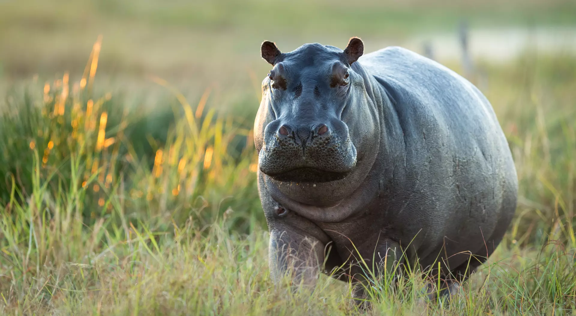 The Okavango Delta, Botswana