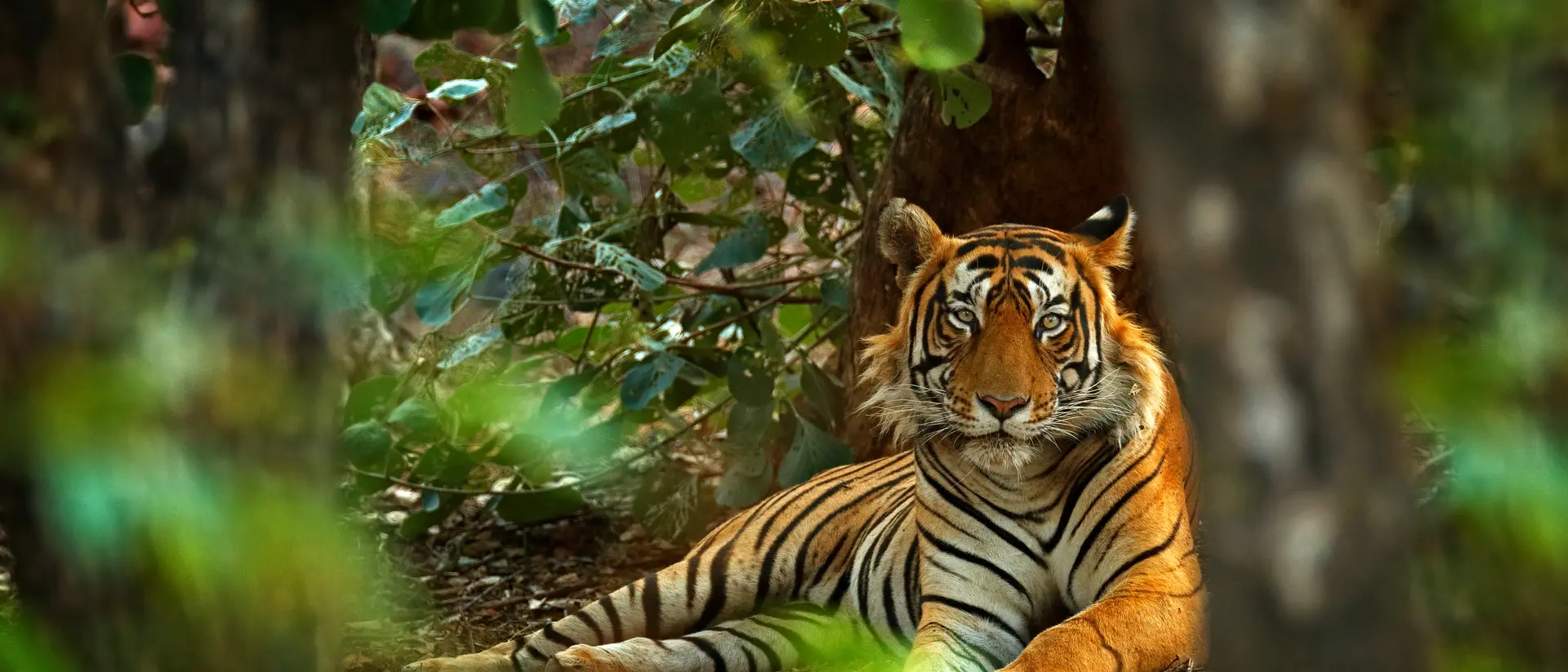 Ranthambore National Park