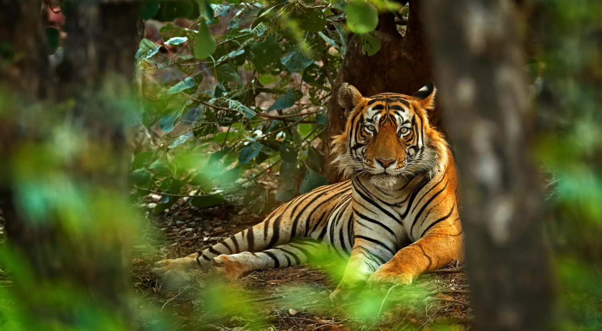 Ranthambore National Park