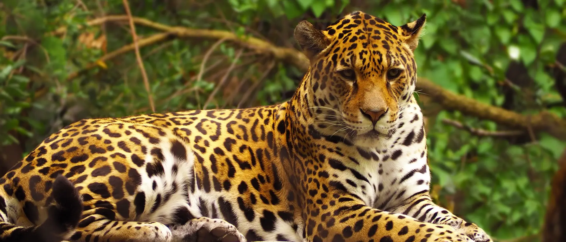 Brazilian Jaguar