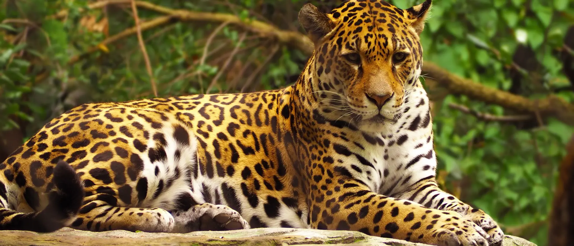 Brazilian Jaguar