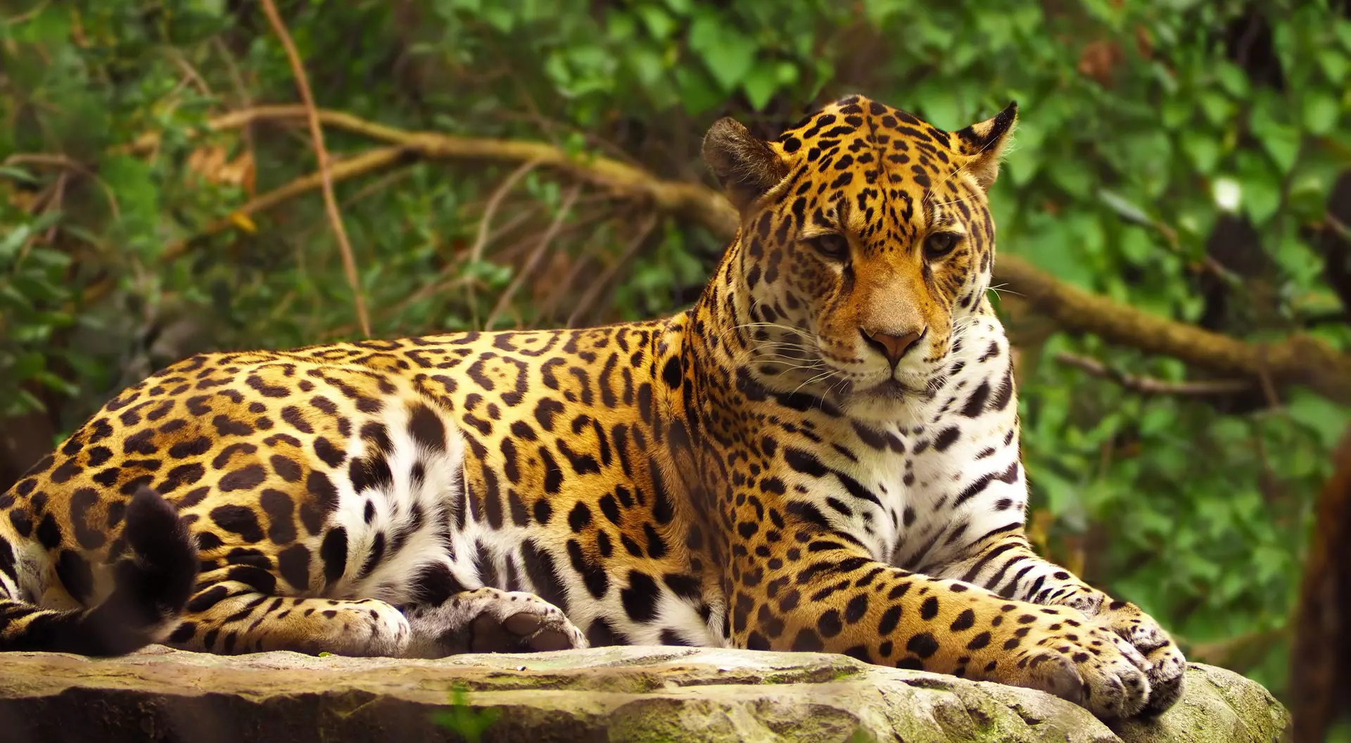 Brazilian Jaguar