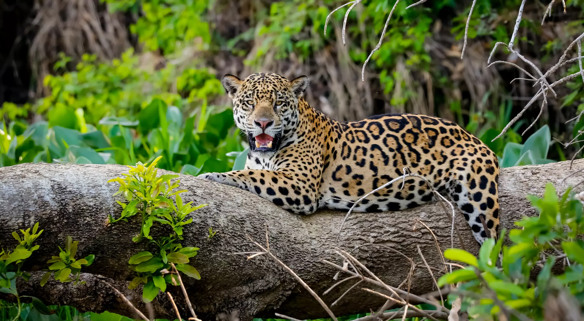 Jaguar, Pantanal Wetlands