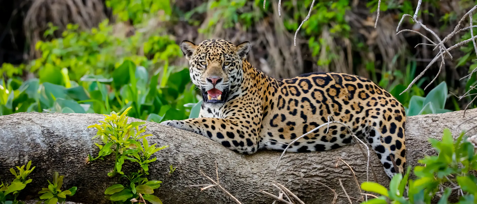 Jaguar, Pantanal Wetlands