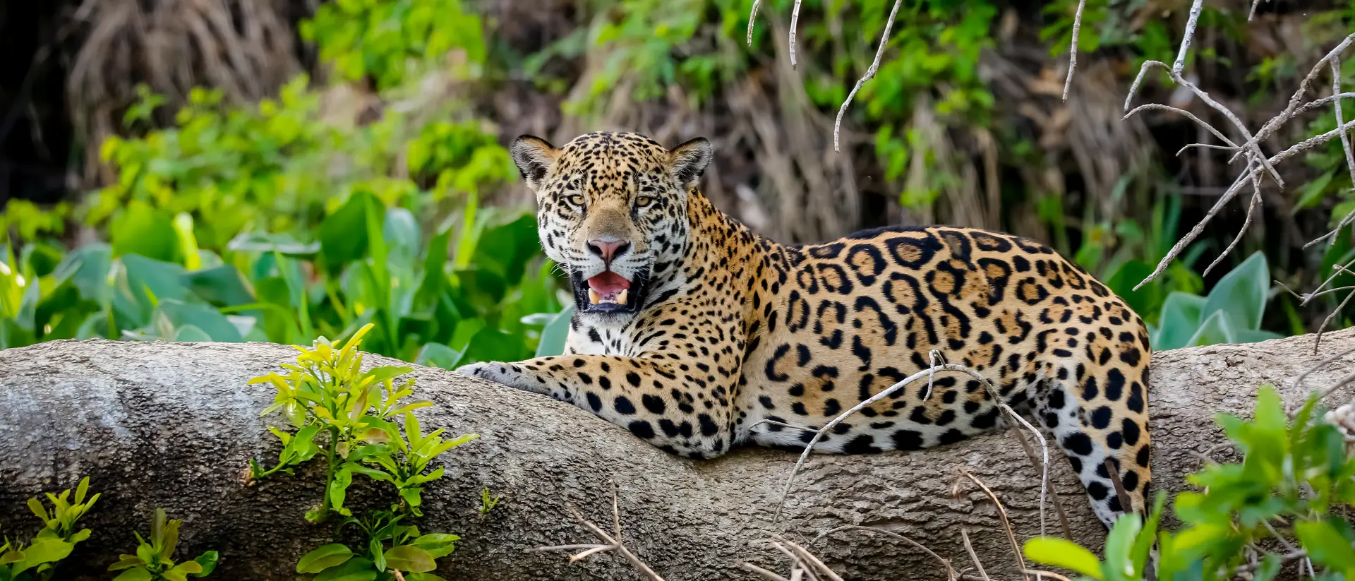 Jaguar, Pantanal Wetlands