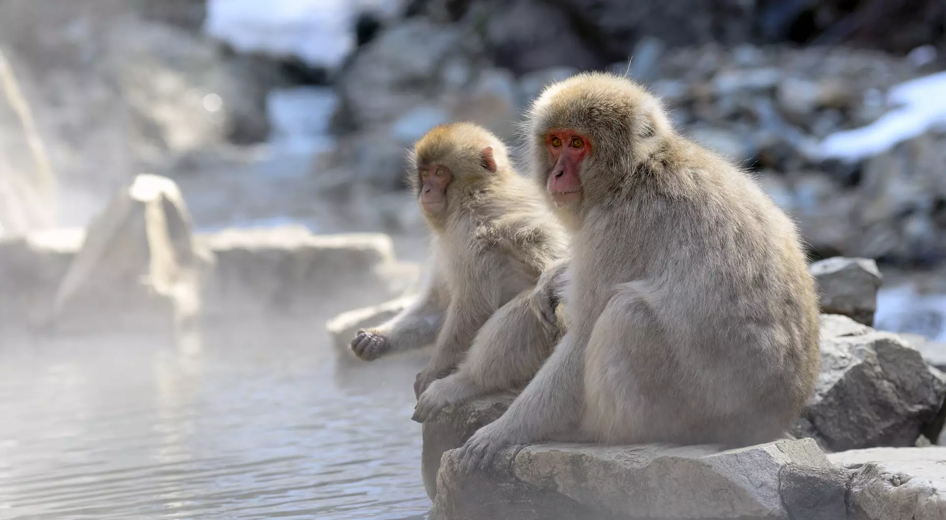Japanese Macaque