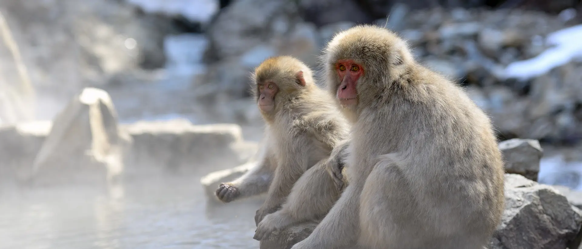 Japanese Macaque