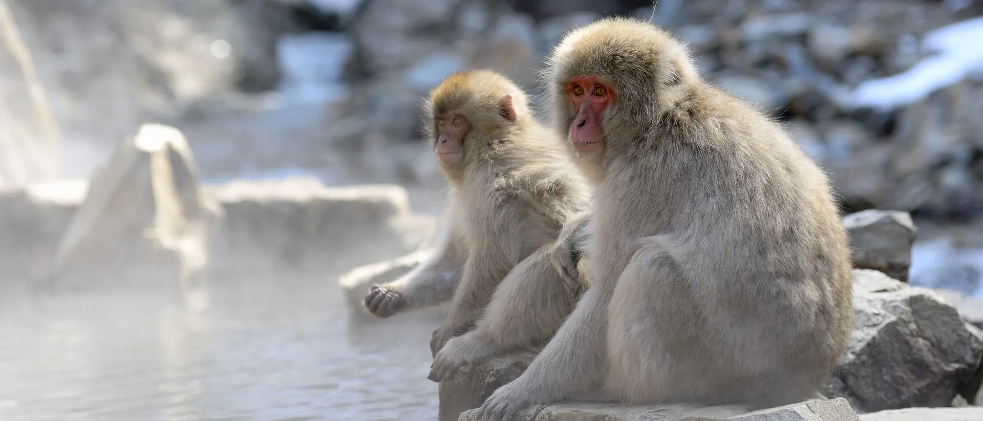 Japanese Macaque