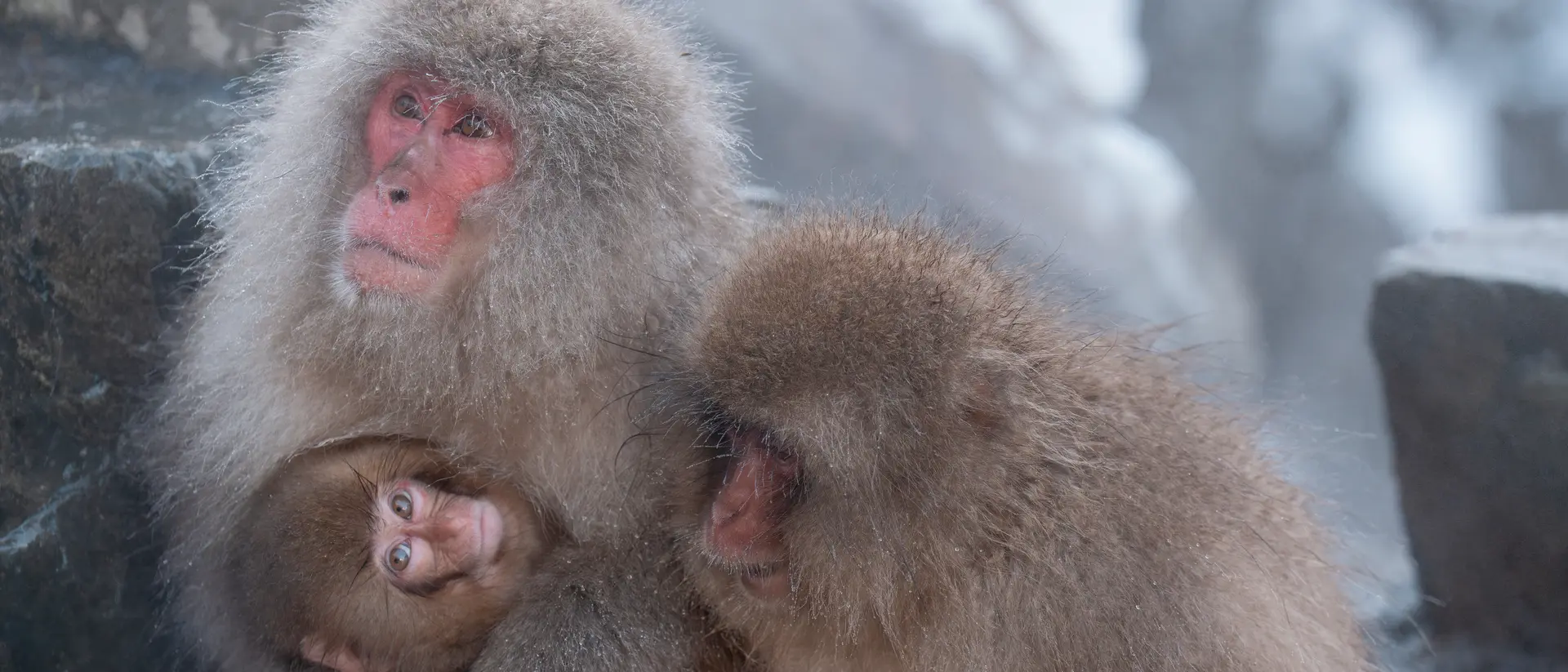 Japanese macaque